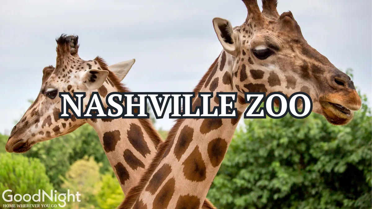This playful exterior photo captures the heads of giraffes with lush greenery in the background, offering a glimpse of the Nashville Zoo experience. The focus on the animals hints at the educational and adventurous family outings available nearby.